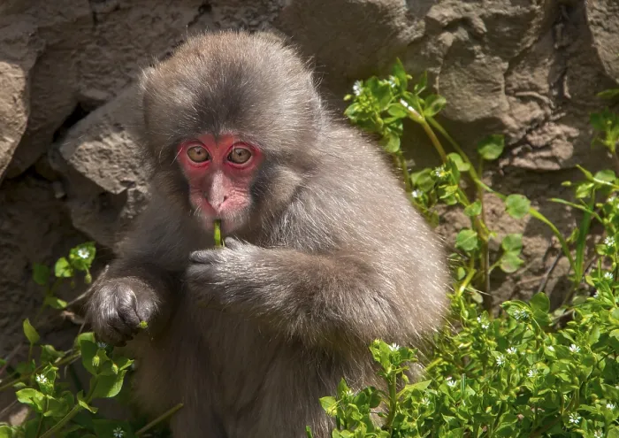 Framed Print : Japanese macaque (Macaca fuscata) Framed Print : Japanese macaque (Macaca fuscata)