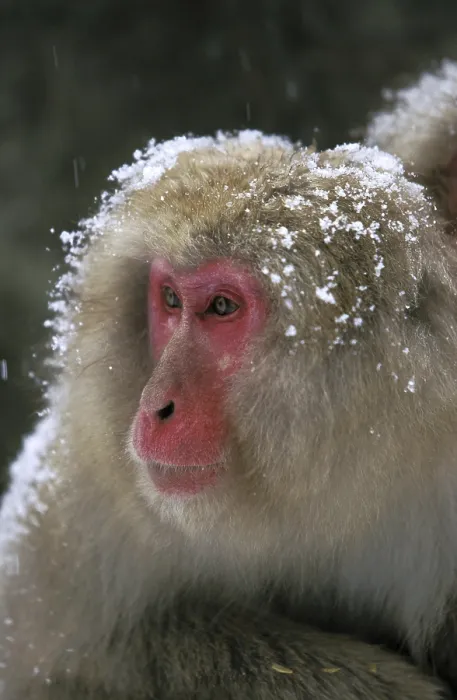 Framed Print : Japanese Macaque (macaca fuscata) Framed Print : Japanese Macaque (macaca fuscata)