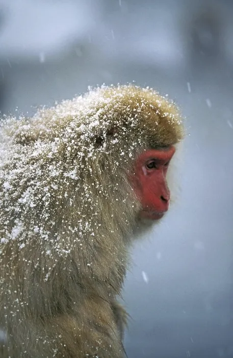 Framed Print : JAPANESE MACAQUE (macaca fuscata)