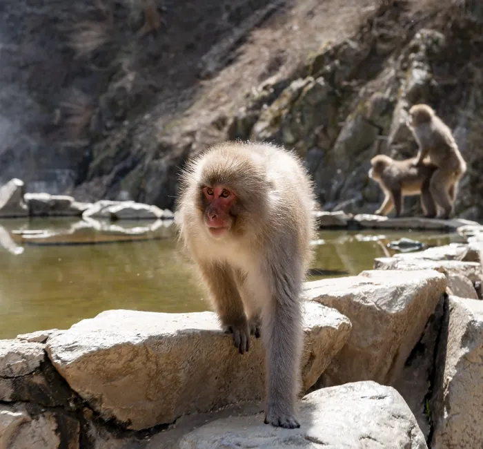 Framed Print : Japanese macaque (macaca fuscata) running on rocks near water Framed Print : Japanese macaque (macaca fuscata) running on rocks near water