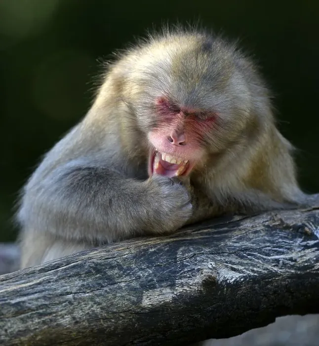 Framed Print : Japanese Macaque or Nihonzaru (Macaca fuscata) Framed Print : Japanese Macaque or Nihonzaru (Macaca fuscata)