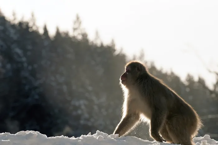 Framed Print : Japanese macaque or snow japanese monkey