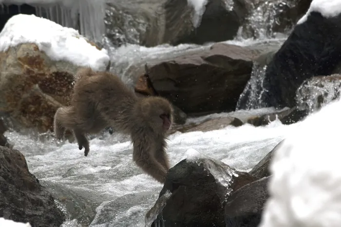 Framed Print : Japanese macaque or snow japanese monkey