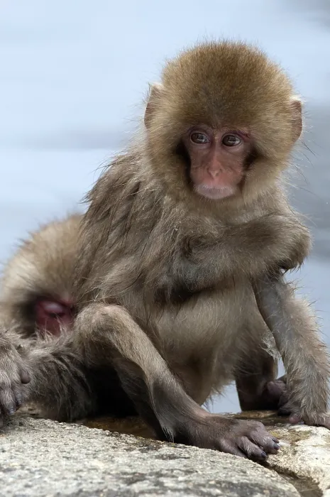 Framed Print : Japanese macaque or snow japanese monkey