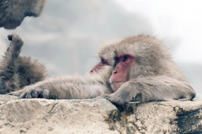 Framed Print : Japanese macaque or snow japanese monkey (Macaca fuscata)