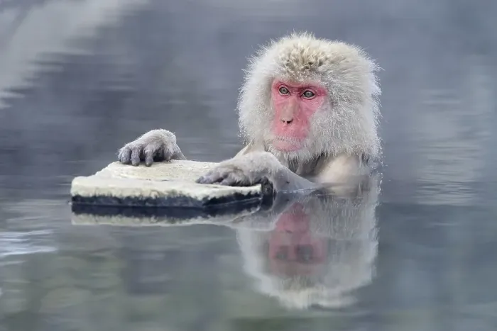 Framed Print : Japanese Macaque or Snow Monkey (Macaca fuscata)