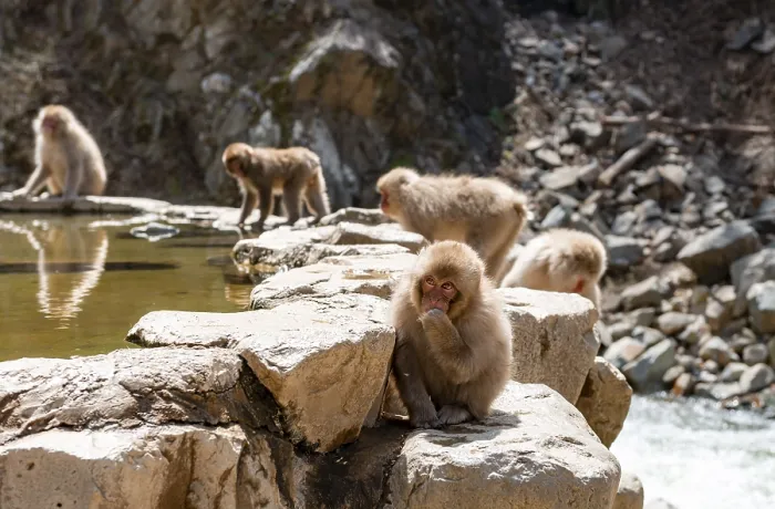 Framed Print : Japanese macaques (Macaca fuscata) sitting on rocks near water Framed Print : Japanese macaques (Macaca fuscata) sitting on rocks near water