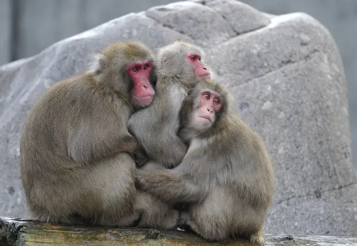 Framed Print : Japanese Macaques or Snow Monkeys (Macaca fuscata) warming each other