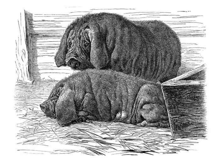 Framed Print : Japanese mask pigs, historical illustration Framed Print : Japanese mask pigs, historical illustration