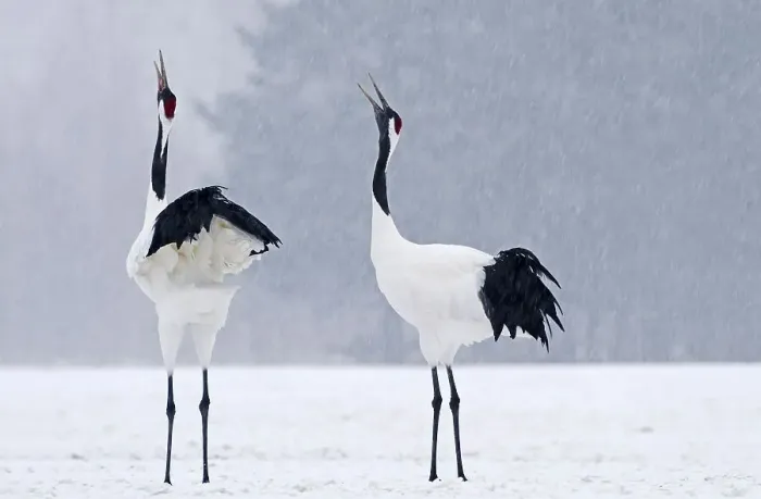 Framed Print : Japanese red-crowned crane (Grus japonensis) Framed Print : Japanese red-crowned crane (Grus japonensis)