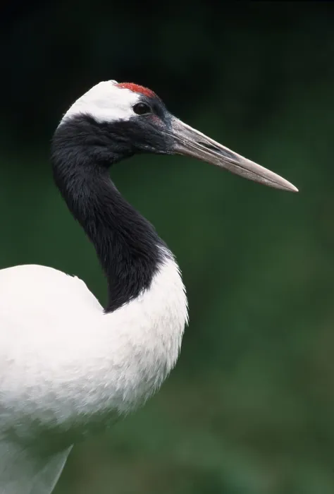 Framed Print : Japanese red-crowned crane (Grus japonensis) Framed Print : Japanese red-crowned crane (Grus japonensis)