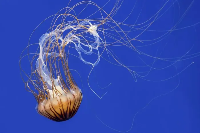 Framed Print : Japanese sea nettle (Chrysaora pacifica) jellyfish swimming underwater showing long trailing tentacles Framed Print : Japanese sea nettle (Chrysaora pacifica) jellyfish swimming underwater showing long trailing tentacles
