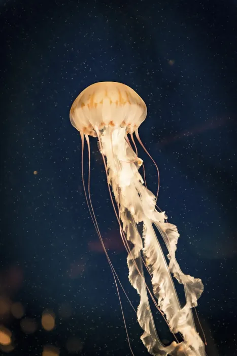 Framed Print : Japanese sea nettle (Chrysaora pacifica) Framed Print : Japanese sea nettle (Chrysaora pacifica)