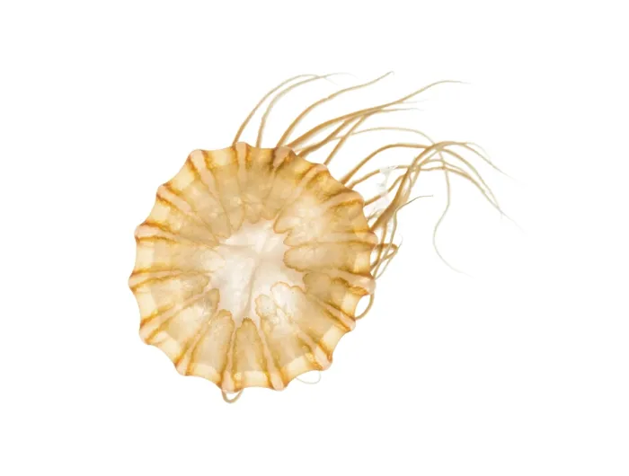 Framed Print : Japanese sea nettle, Chrysaora pacifica Framed Print : Japanese sea nettle, Chrysaora pacifica