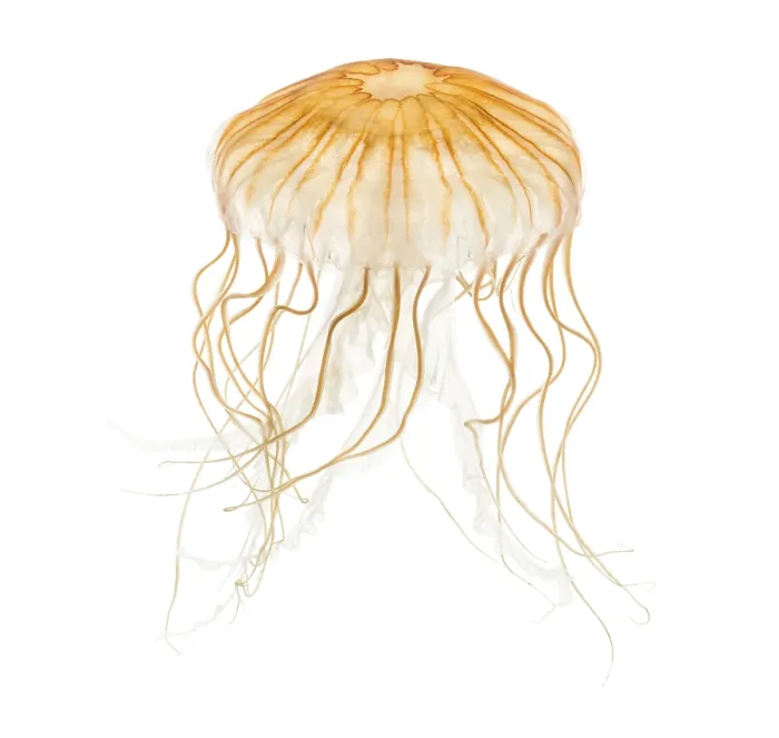 Framed Print : Japanese sea nettle, Chrysaora pacifica