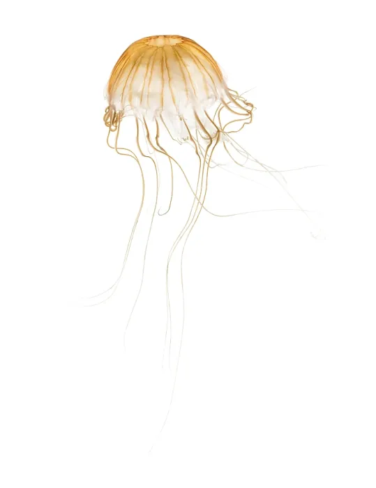 Framed Print : Japanese sea nettle, Chrysaora pacifica