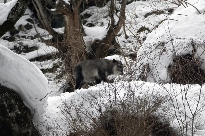 Framed Print : Japanese Serow in winter (Capricornis crispus) Framed Print : Japanese Serow in winter (Capricornis crispus)