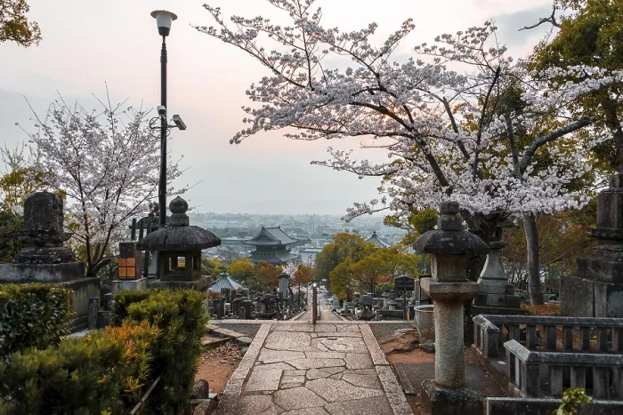 Framed Print : Japanese Temple with Cemetery of Cherry Blossom