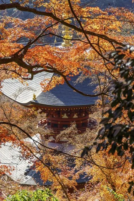 Framed Print : Japanese temple surrounded by autumn maple leaves