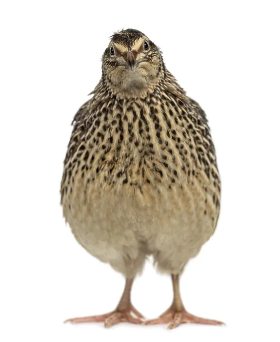 Framed Print : Japanese Wild Quail isolated on white