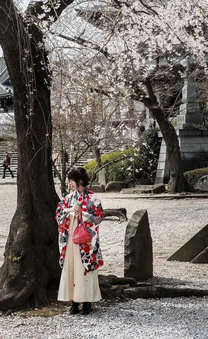 Framed Print : Japanese woman in traditional kimono under blossoming cherry tree Framed Print : Japanese woman in traditional kimono under blossoming cherry tree
