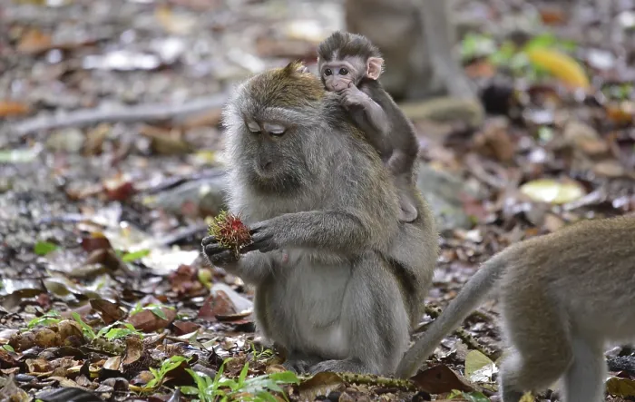 Framed Print : Java monkey (Macaca fascicularis)