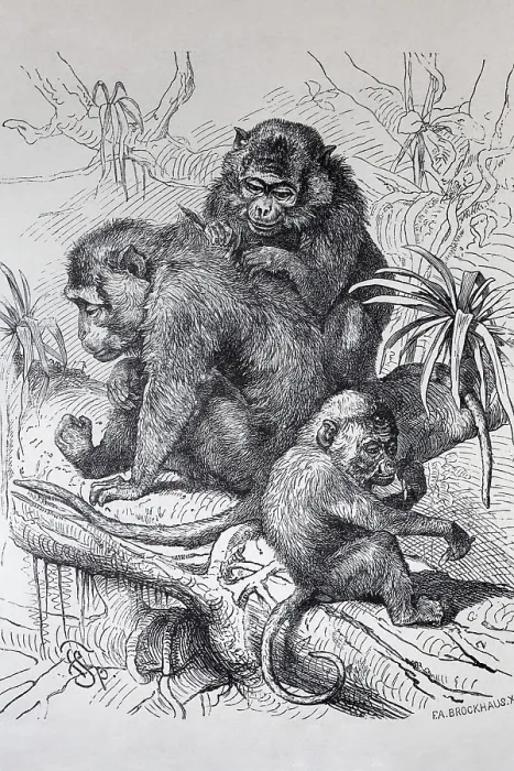 Framed Print : Java monkey (Macaca fascicularis)