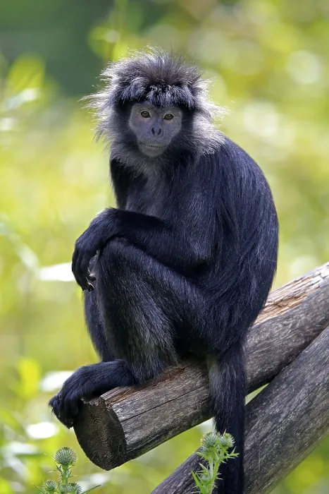 Framed Print : Javan lutung (Trachypithecus auratus) Framed Print : Javan lutung (Trachypithecus auratus)