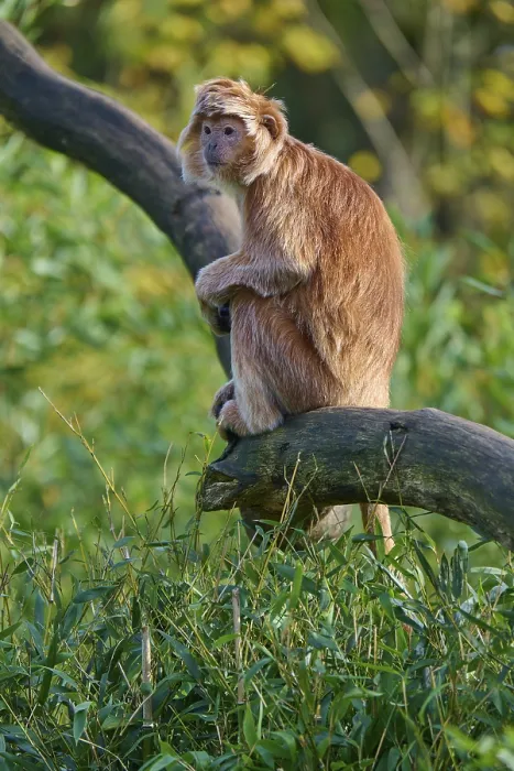 Framed Print : Javan lutung (Trachypithecus auratus)