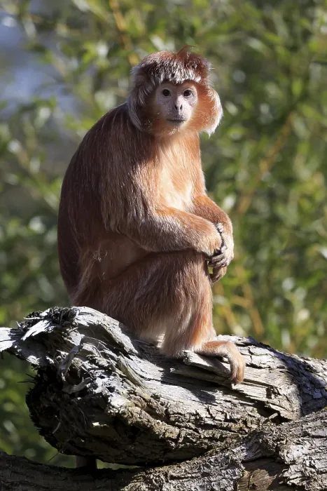 Framed Print : Javan Lutung (Trachypithecus auratus) sitting on tree trunk