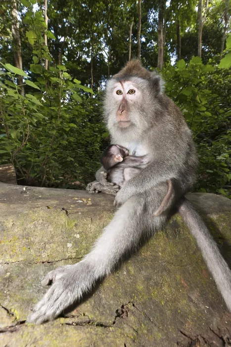 Framed Print : Javanese monkey, Macaca fascicularis Framed Print : Javanese monkey, Macaca fascicularis