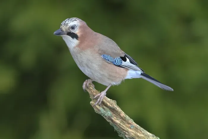Framed Print : Jay (falco tinnunculus) perched on a branch