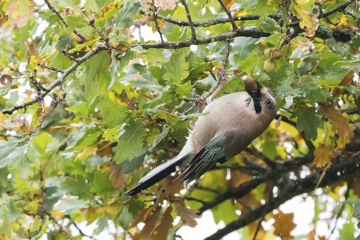 Framed Print : A jay (Garrulus glandarius) collects acorns in an oak tree (Quercus) Framed Print : A jay (Garrulus glandarius) collects acorns in an oak tree (Quercus)