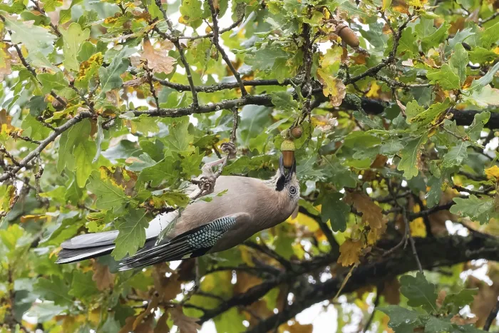Framed Print : A jay (Garrulus glandarius) collects acorns in an oak tree (Quercus) Framed Print : A jay (Garrulus glandarius) collects acorns in an oak tree (Quercus)
