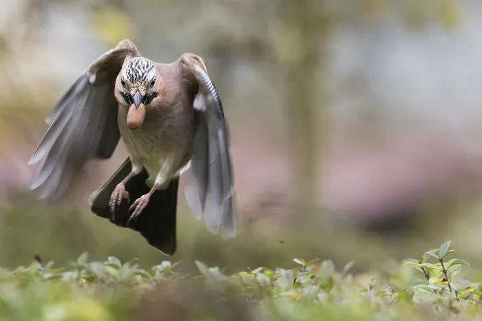 Framed Print : A jay (Garrulus glandarius) in flight with an acorn in its beak Framed Print : A jay (Garrulus glandarius) in flight with an acorn in its beak