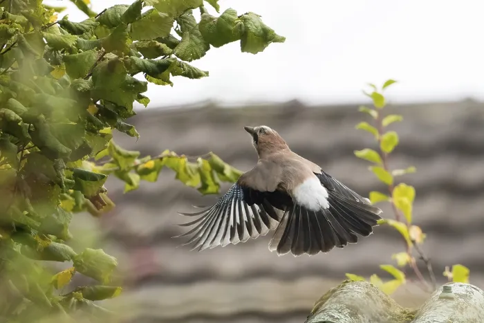 Framed Print : A jay (Garrulus Glandarius) in flight in front of a blurred background of leaves Framed Print : A jay (Garrulus Glandarius) in flight in front of a blurred background of leaves