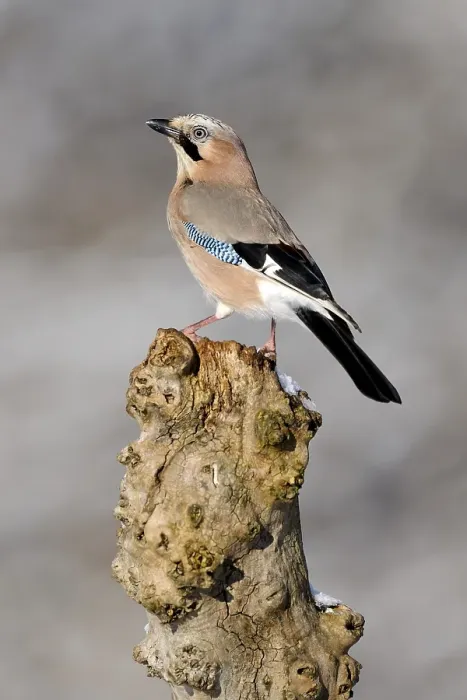 Framed Print : Jay (Garrulus glandarius), perched