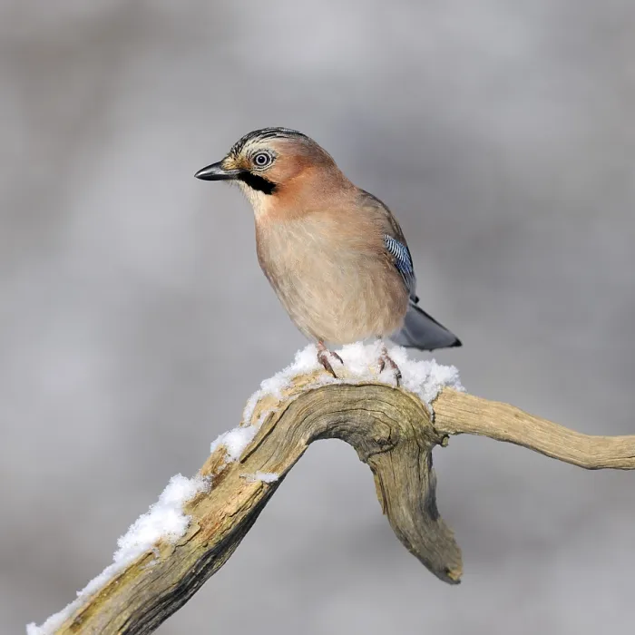 Framed Print : Jay (Garrulus glandarius), perched