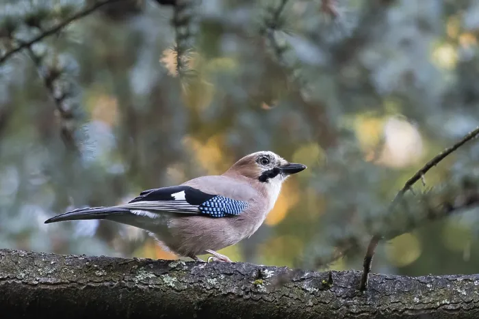 Framed Print : A jay (Garrulus glandarius) rests on a branch in front of cool coniferous forest bokeh