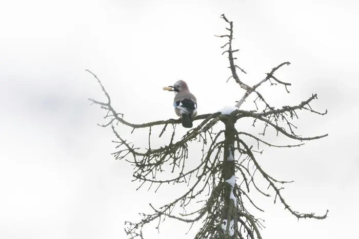 Framed Print : A jay (Garrulus glandarius) sits on a snow-covered treetop and holds a peanut in its beak