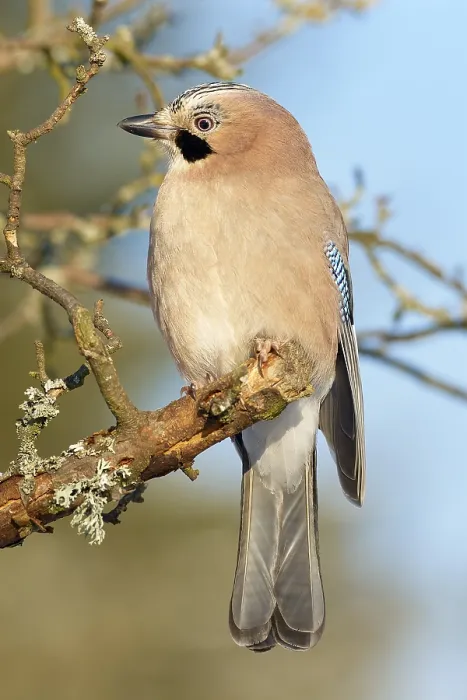 Framed Print : A jay (Garrulus glandarius), sitting on a branch against a blue sky