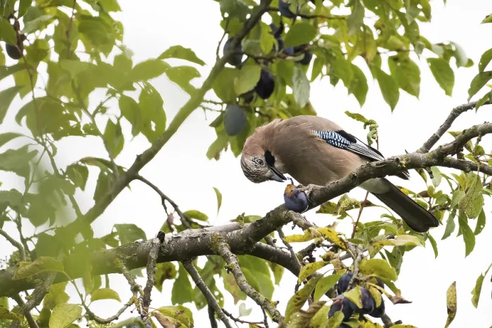 Framed Print : A jay (Garrulus Glandarius) sitting on a branch of a plum tree