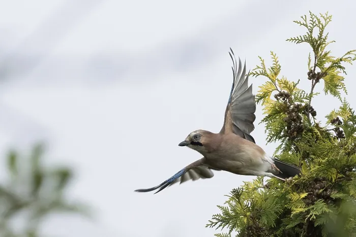 Framed Print : A jay (Garrulus glandarius) with spread wings flies off the branch of a yew tree (Taxus baccata)