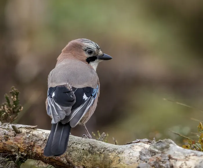 Framed Print : Jay sitting on a fallen trunk lying in the forest in Norway