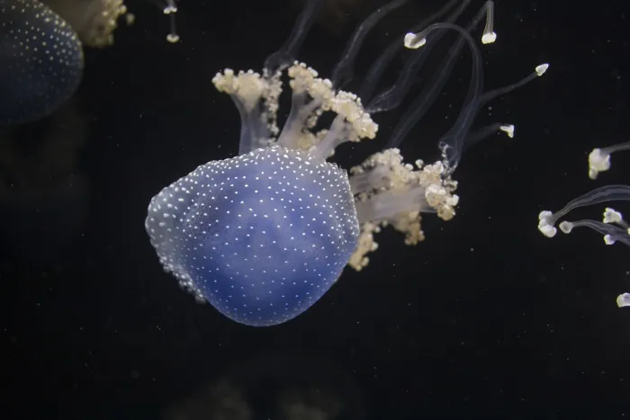Framed Print : Jellyfish Phyllorhiza punctata