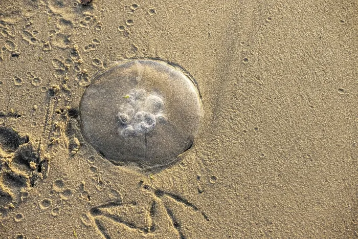 Framed Print : Jellyfish stranded on a sandy beach at sunset