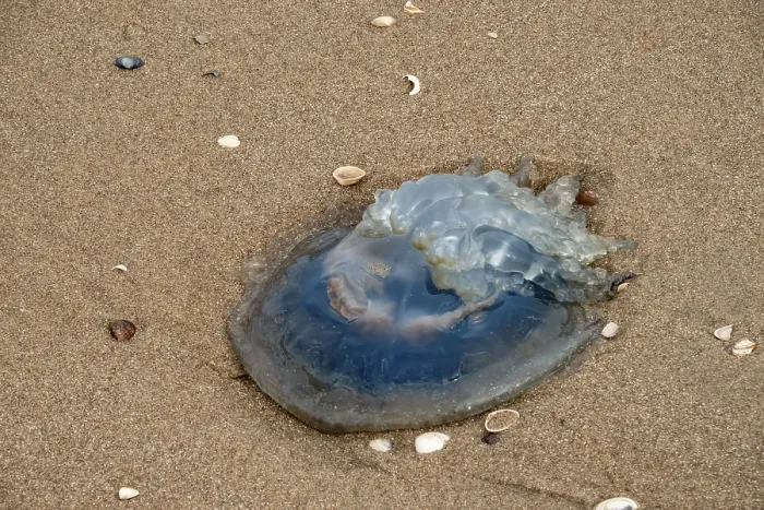Framed Print : Jellyfish washed up on the beach Framed Print : Jellyfish washed up on the beach