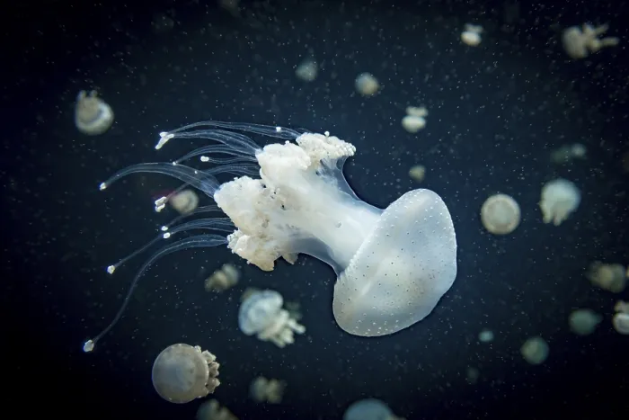 Framed Print : Jellyfish with white dots, root mouth jellyfish (Phyllorhiza punctata) Framed Print : Jellyfish with white dots, root mouth jellyfish (Phyllorhiza punctata)