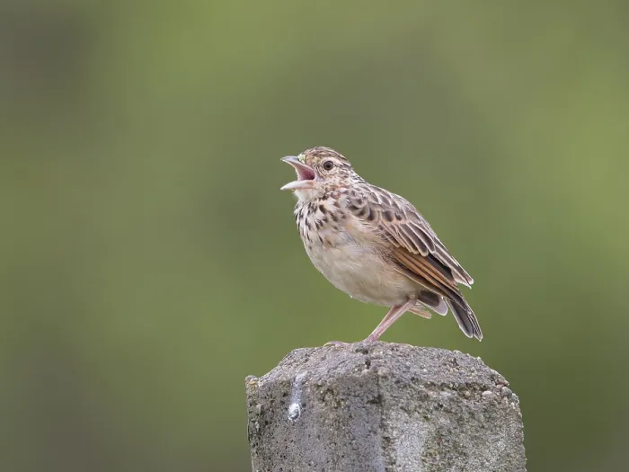 Framed Print : Jerdon's Bush Lark (Mirafra affinis) singing