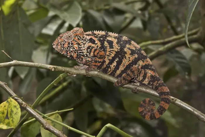 Framed Print : Jeweled chameleon (Furcifer lateralis) Framed Print : Jeweled chameleon (Furcifer lateralis)